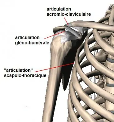 articulations-370x395