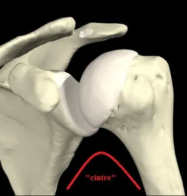 cintre-anat-370x388
