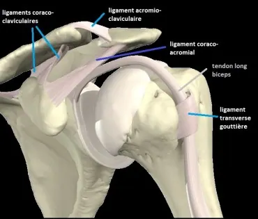 ligaments-legendes-1-370x315