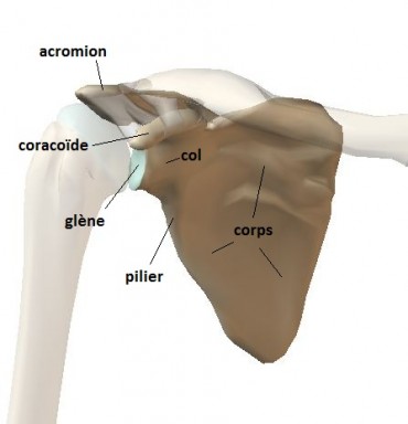 Scapula (omoplate) de face