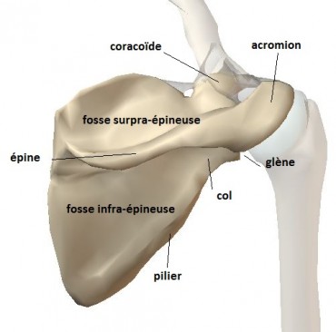 scapula vue postérieure