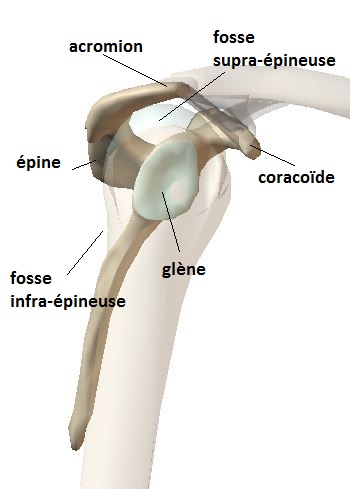 scapula de profil 