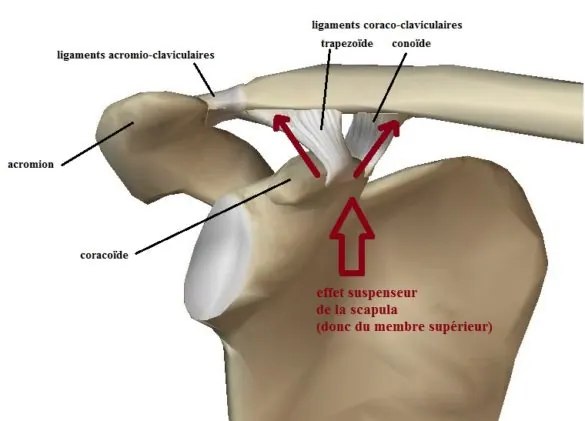 acromioclav-face-mofi