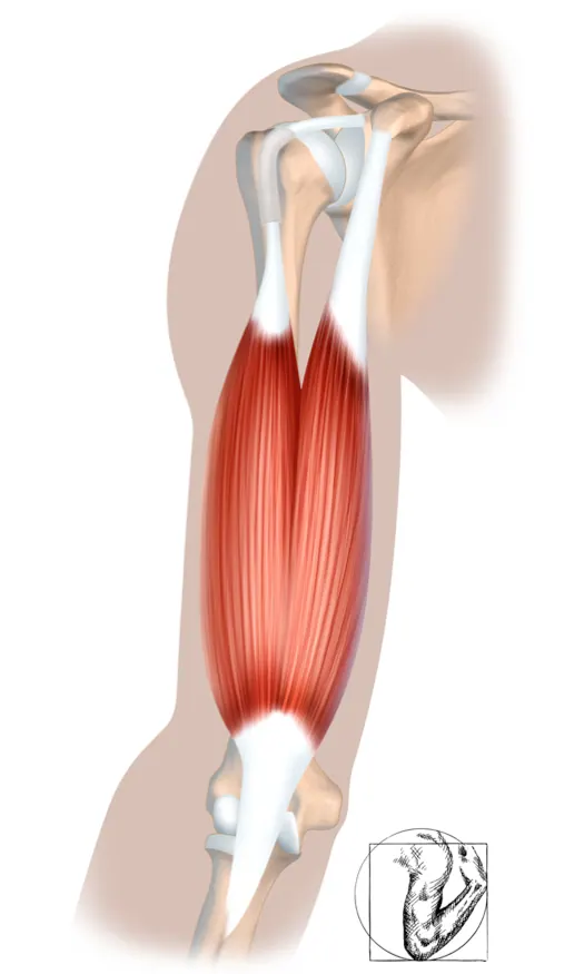 biceps-1