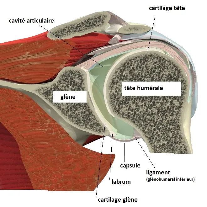 bourrelet-et-ligaments1