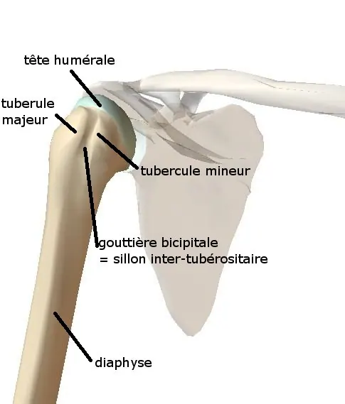 humerus-face-bis2 (1)