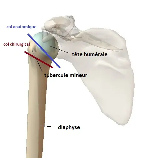 humerus-profil-bis