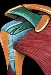 rapports-normaux-du-biceps