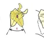 scapulothoracique-1