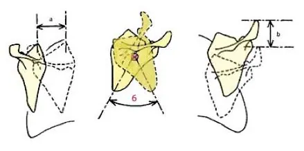 scapulothoracique-1