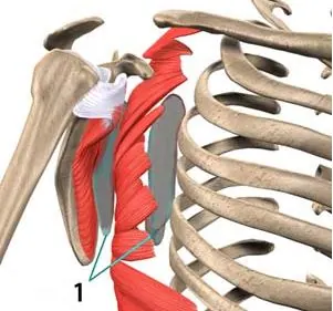 scapulothoracique-2-dentele