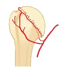 vascularisation-tete-humérale