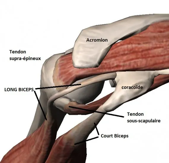 biceps-centreI--vue-sup-leI-gendeI-e-570x549