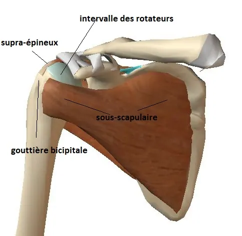 coiffe-ant-bis