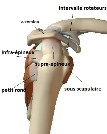 coiffe-profil-bis