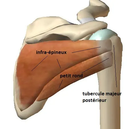 infraspin-et-teres-minor-post-bis