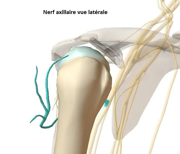 nerf-axillaire-profil-modifié