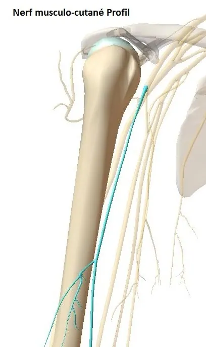 nerf-musculocut-profil-modifié