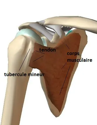 sousscap-trois-quart-bis