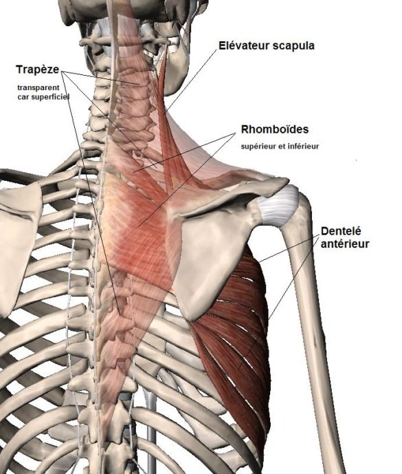Scapula stabilizer epaule Toulouse