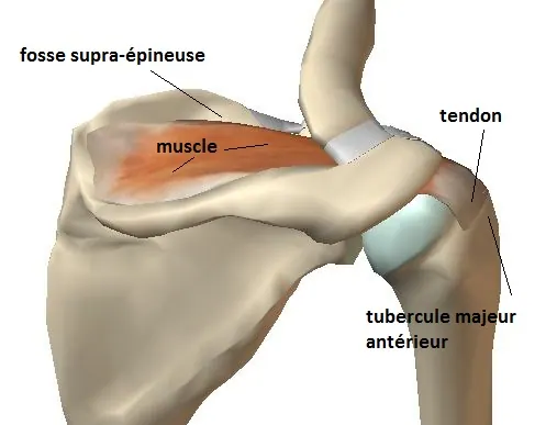 supraspinatus-posterieur-bis