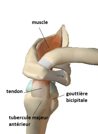supraspinatus-profil-bis